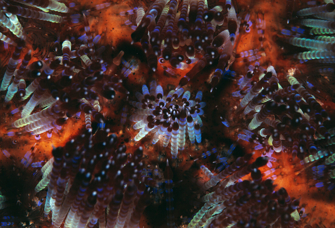 Fire urchin spines