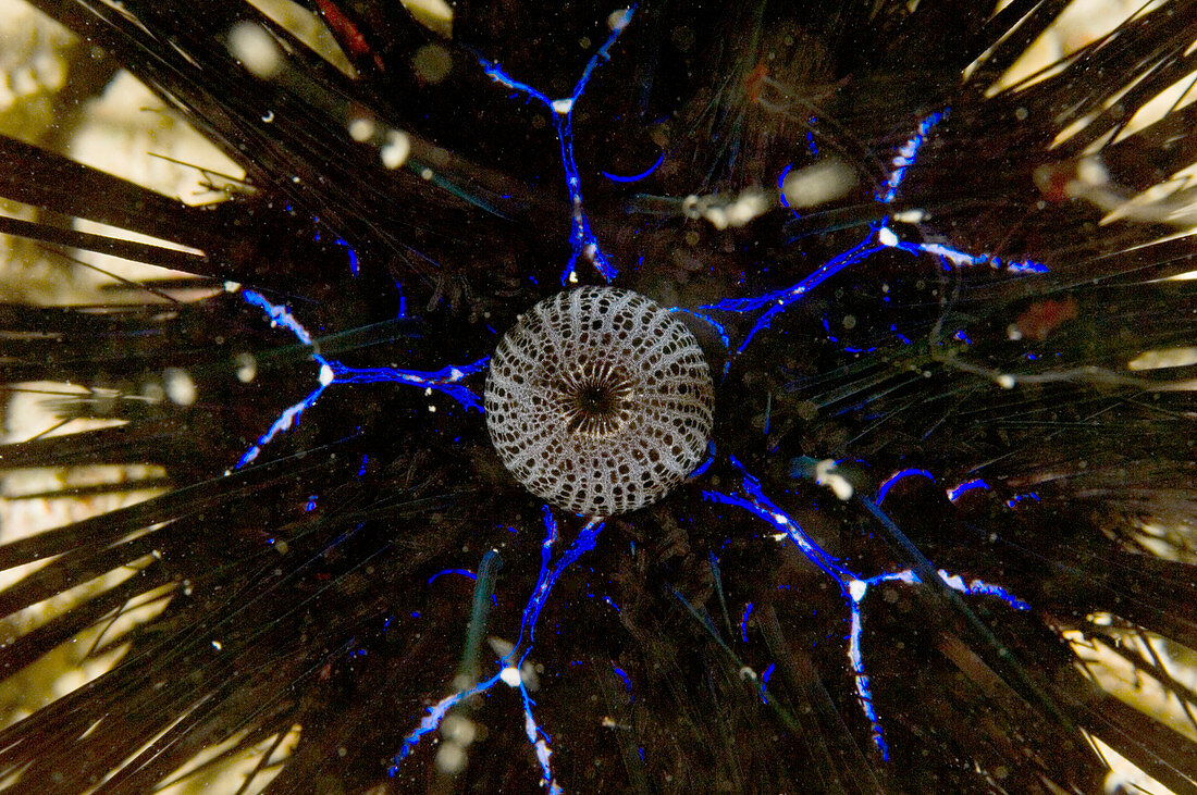 Anal sack of a sea urchin
