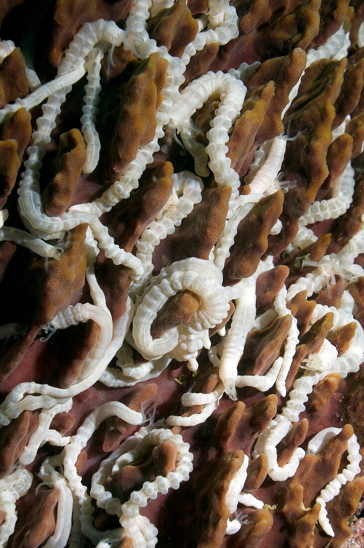 Lambert's worm sea cucumbers