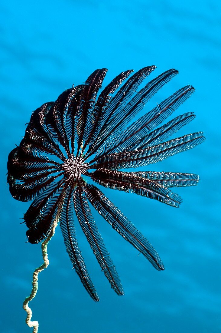 Crinoid on whip coral