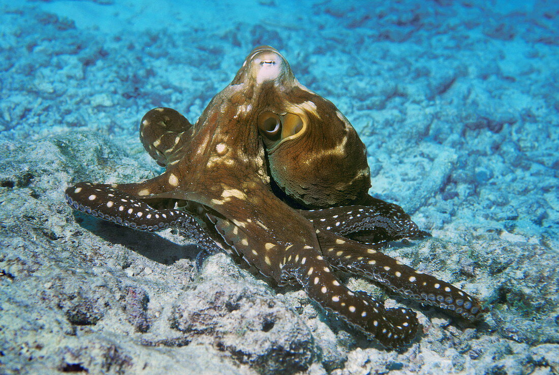 Day octopus