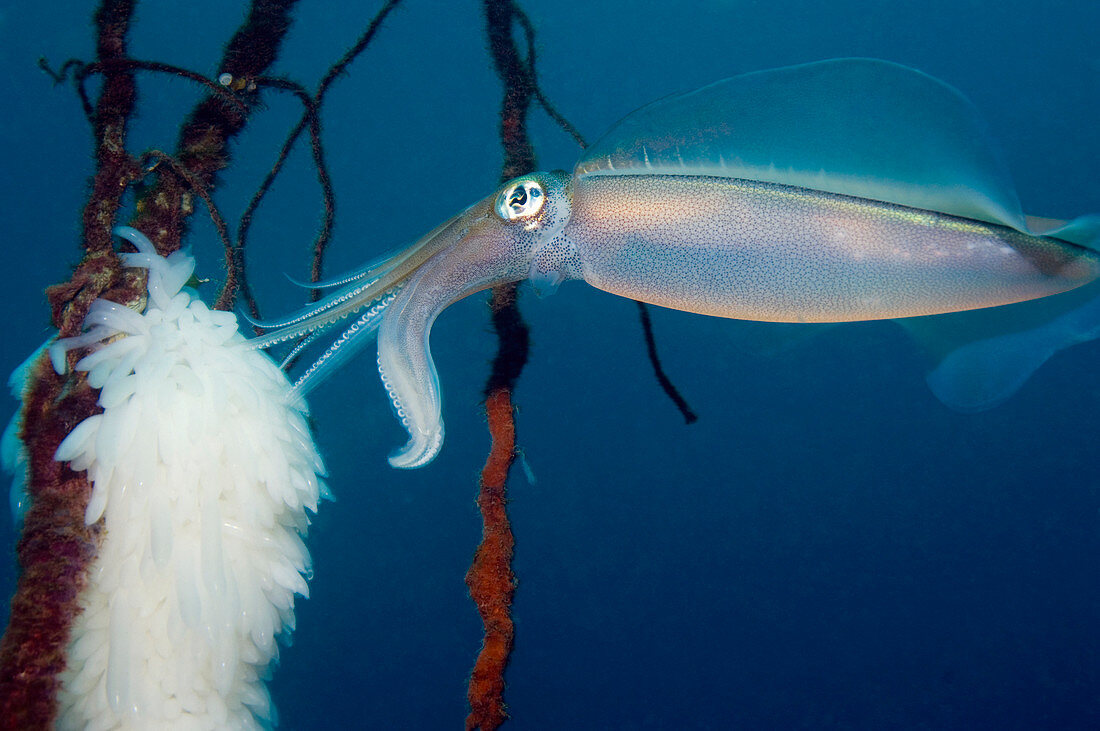 Bigfin reef squid