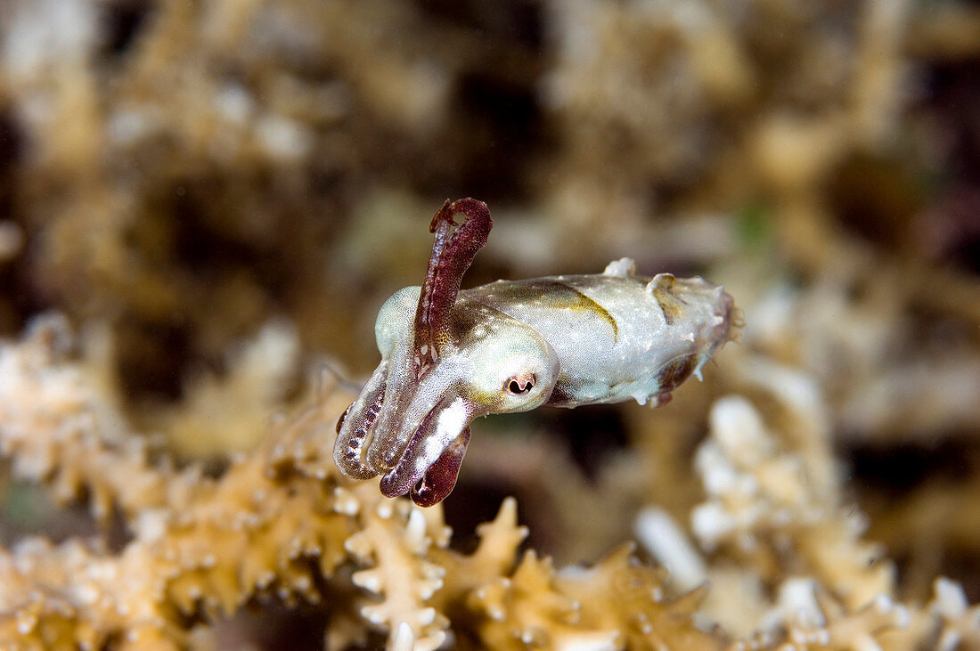 Young papuan cuttlefish