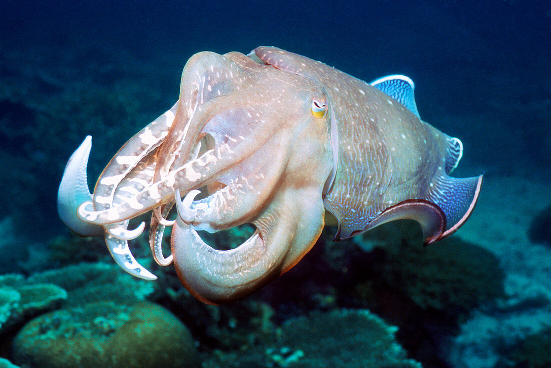 Male broadclub cuttlefish