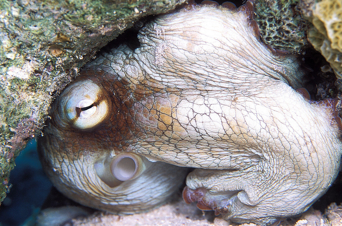 Caribbean reef octopus