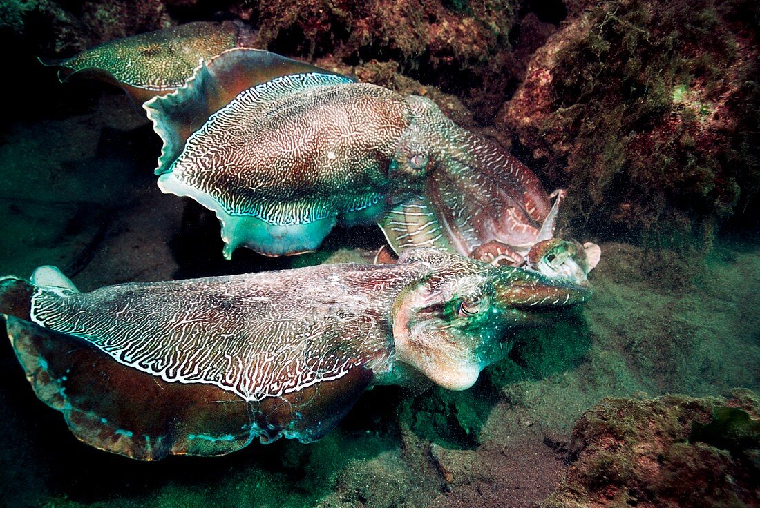 Giant cuttlefish in display combat