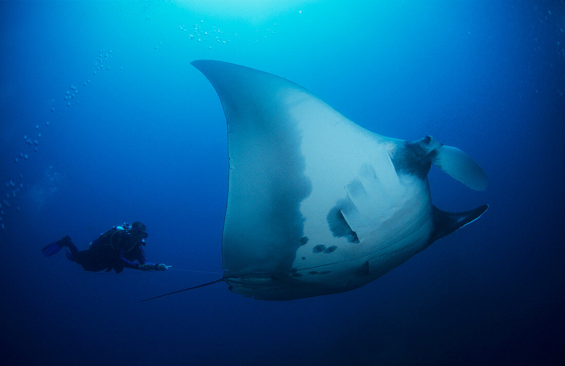 Giant manta and diver