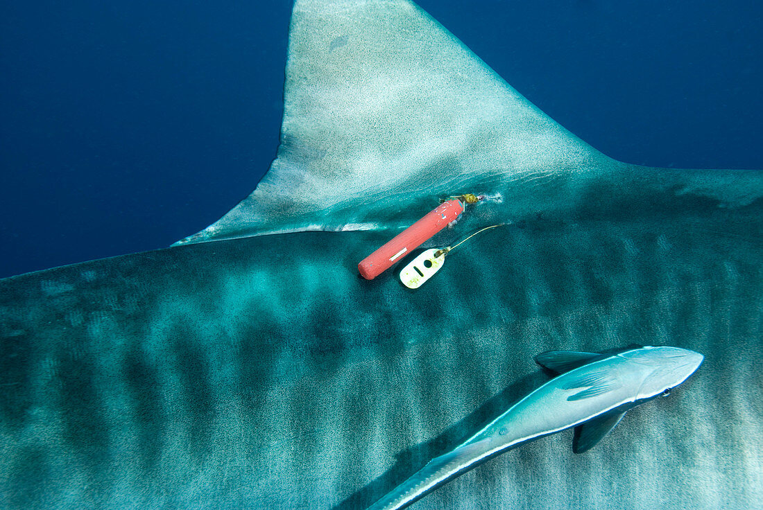 Tiger shark tagging