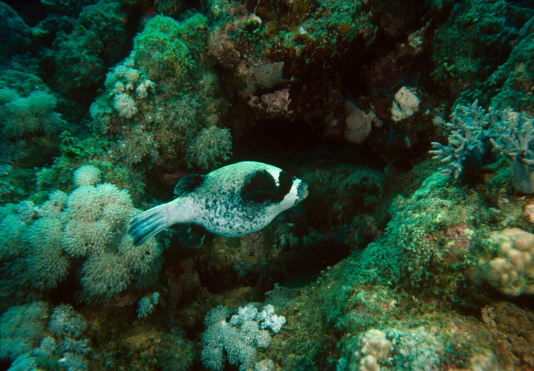 Unidentified species of puffer fish in the Red Sea