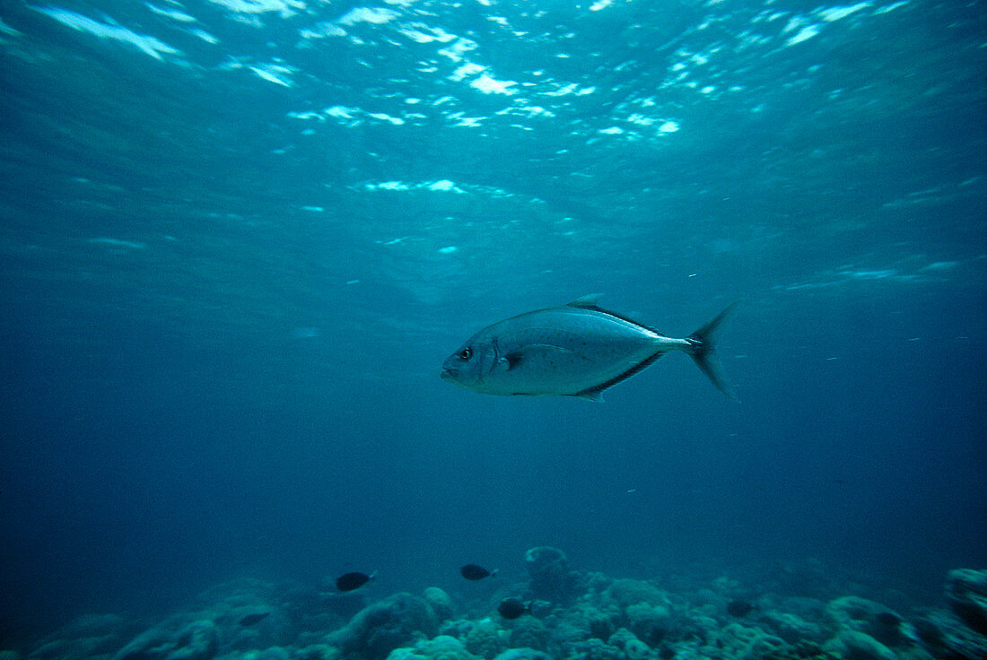 Carangidae species of fish in the Red Sea