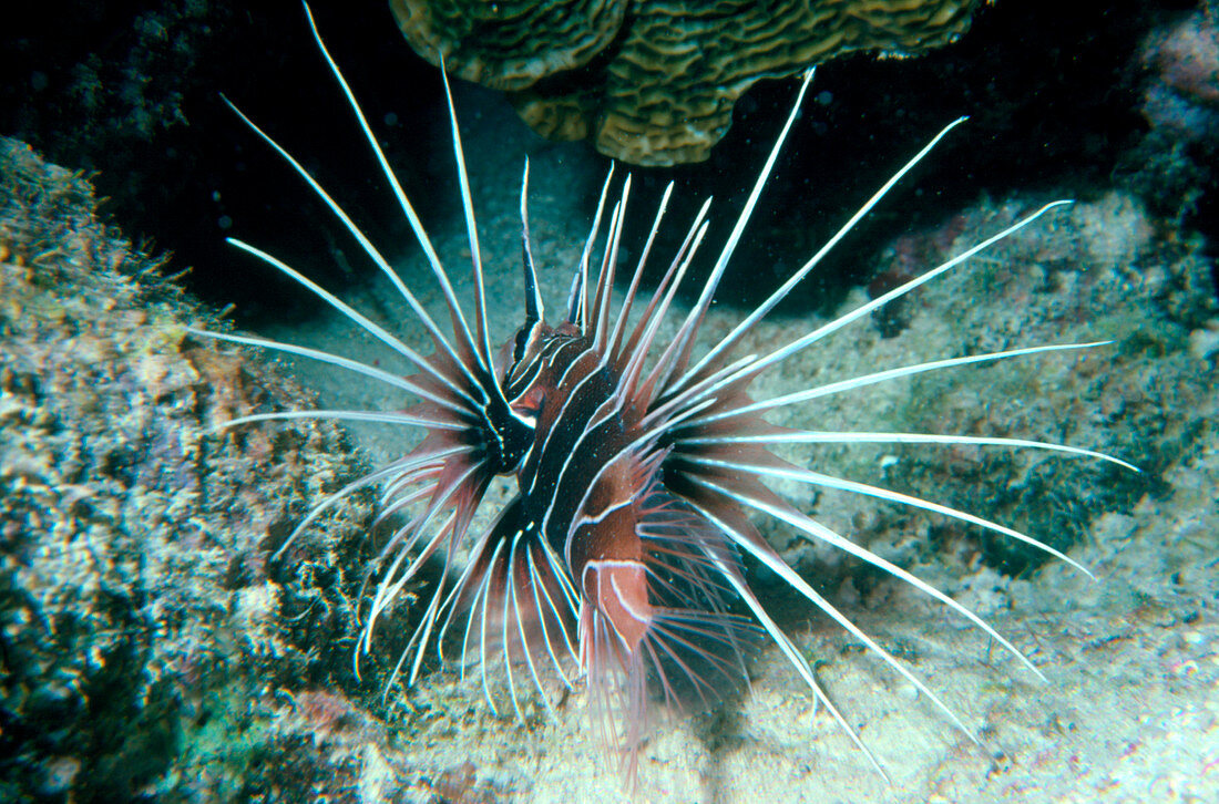 Lion fish,Pteropterus radiatus,in the Red Sea