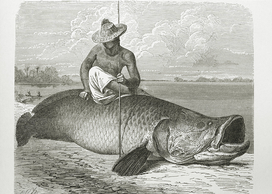Engraving of the giant Arapaima fish