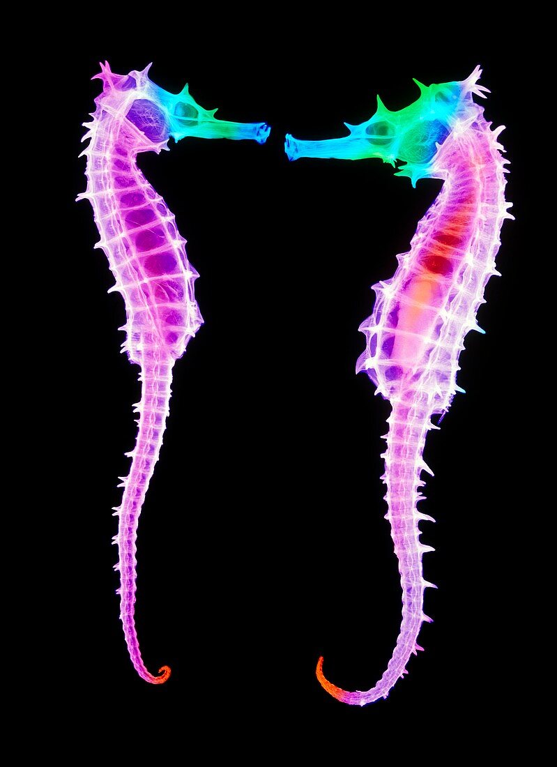 False-colour X-ray of two seahorses,Hippocampus