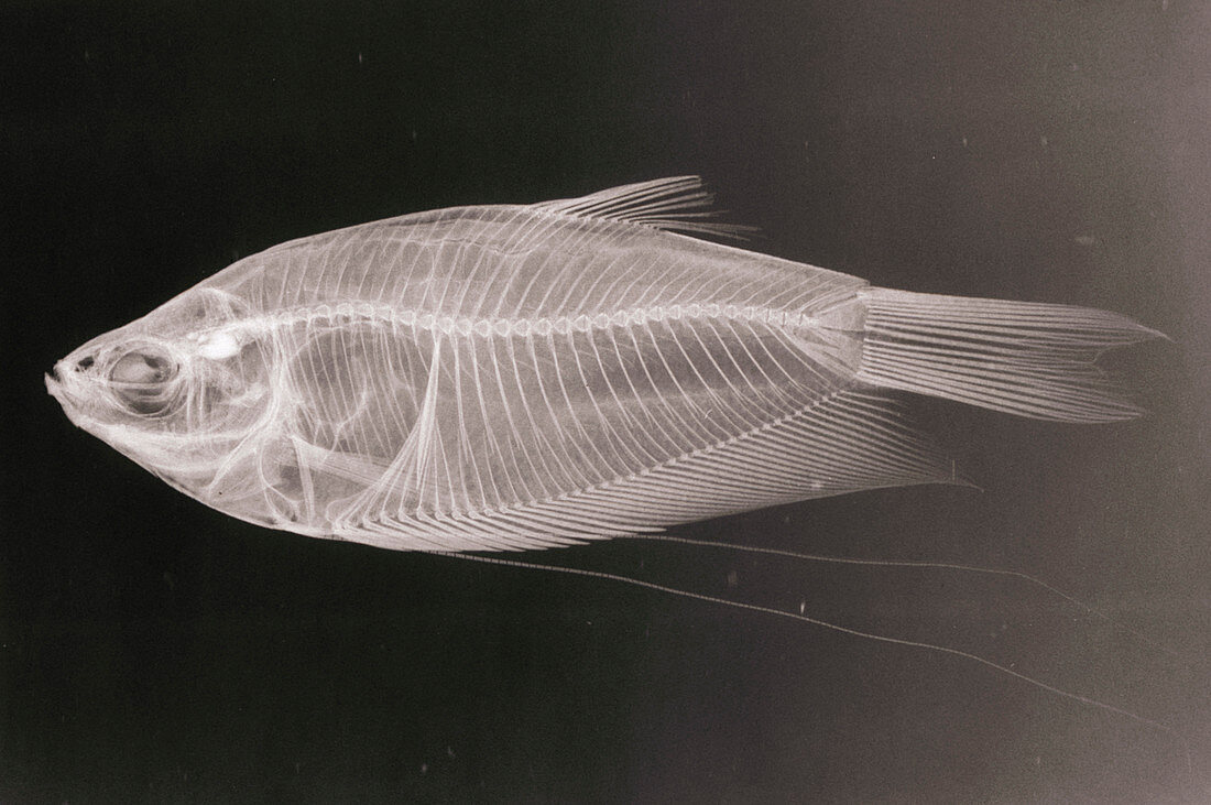 X-ray of a Pearl gourami fish,Trichogaster leeri