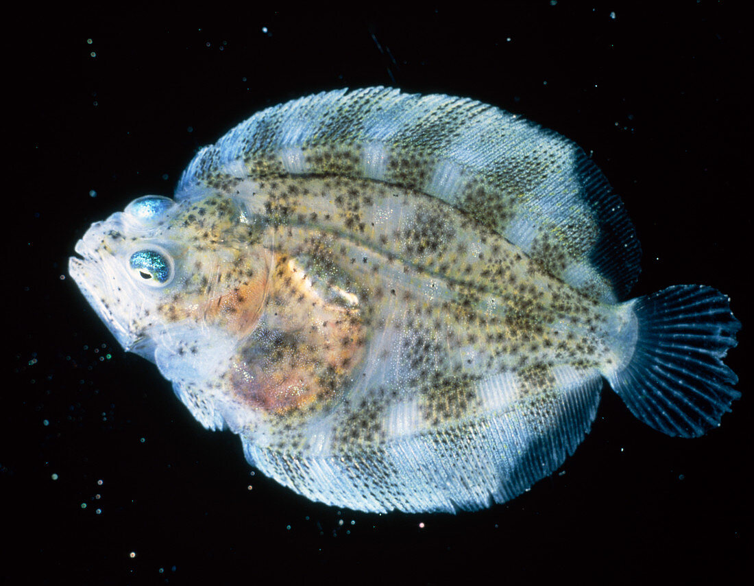 Immature turbot,a type of flatfish