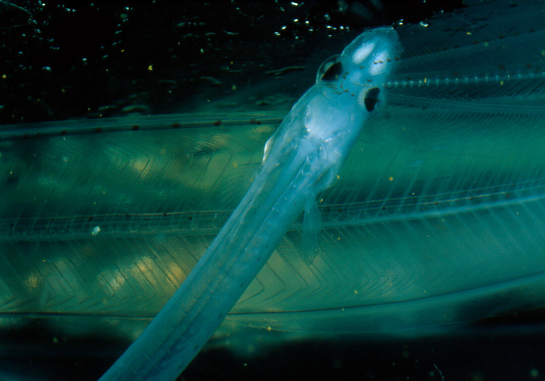 Leptocephalus larva of the Japanese eel