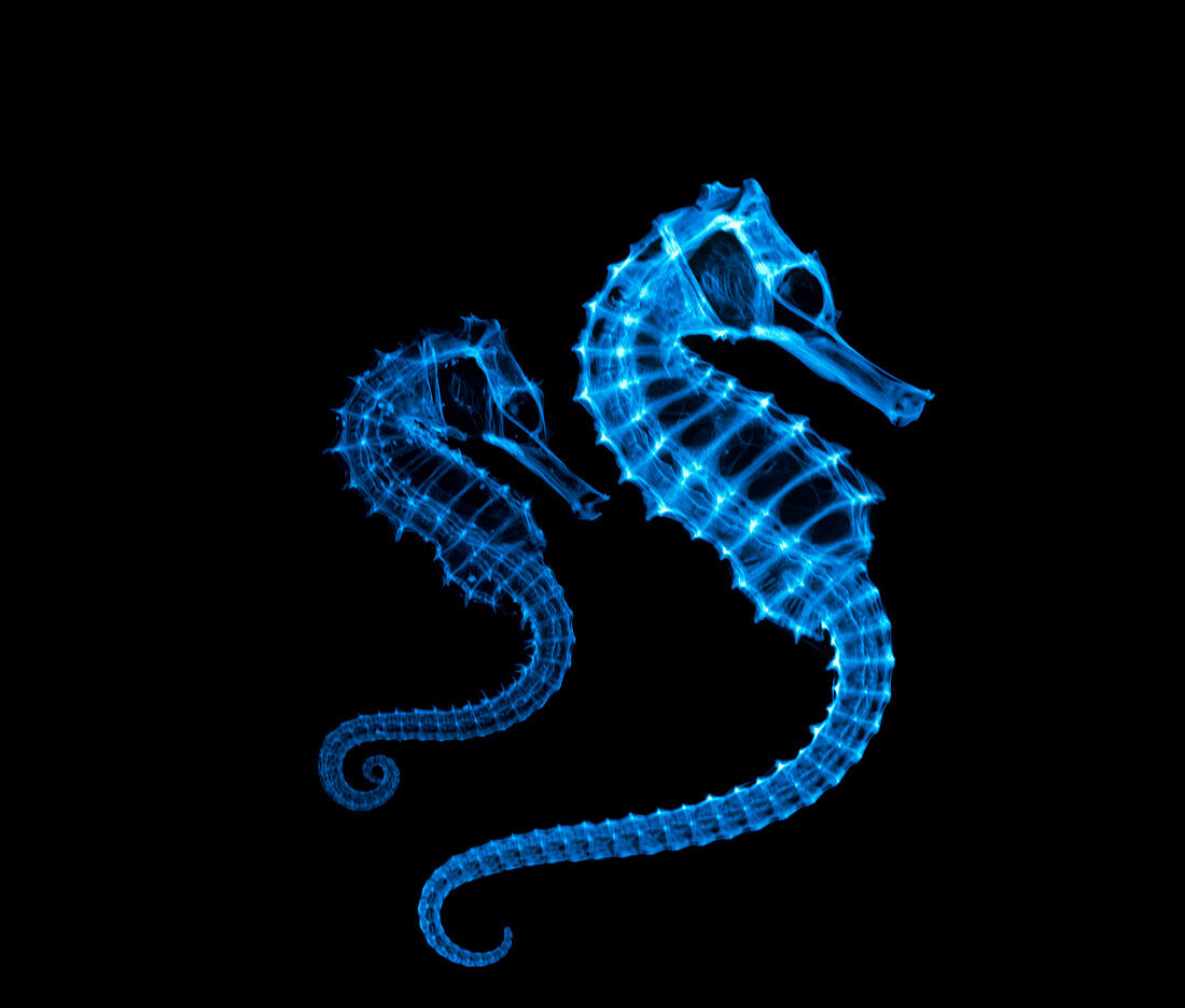 X-ray of two seahorses,Hippocampus sp