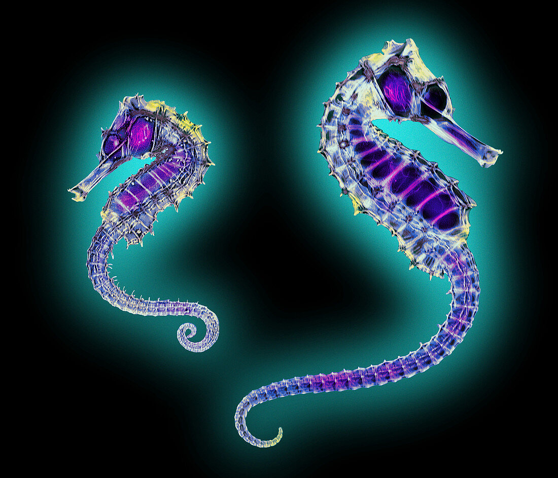 Coloured X-ray of two seahorses,Hippocampus sp