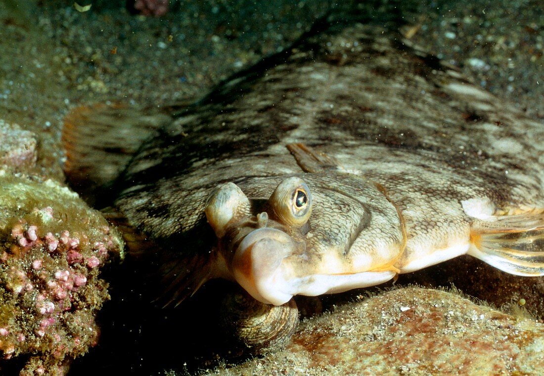 Left-eyed flounder (family Bothidae) on sea bed