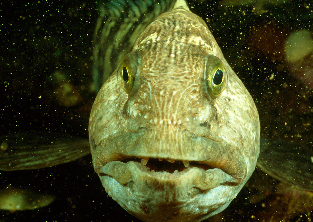 View of a wolf fish,Anarrhichas lupus