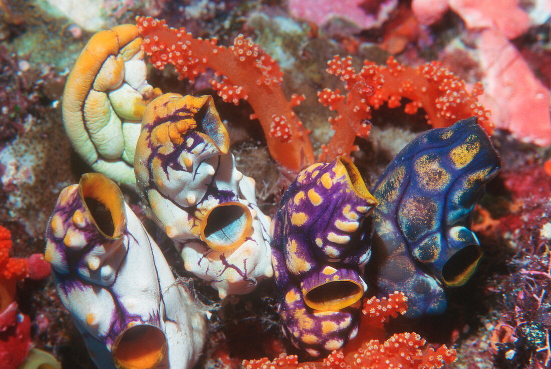 Ink-spot sea squirts