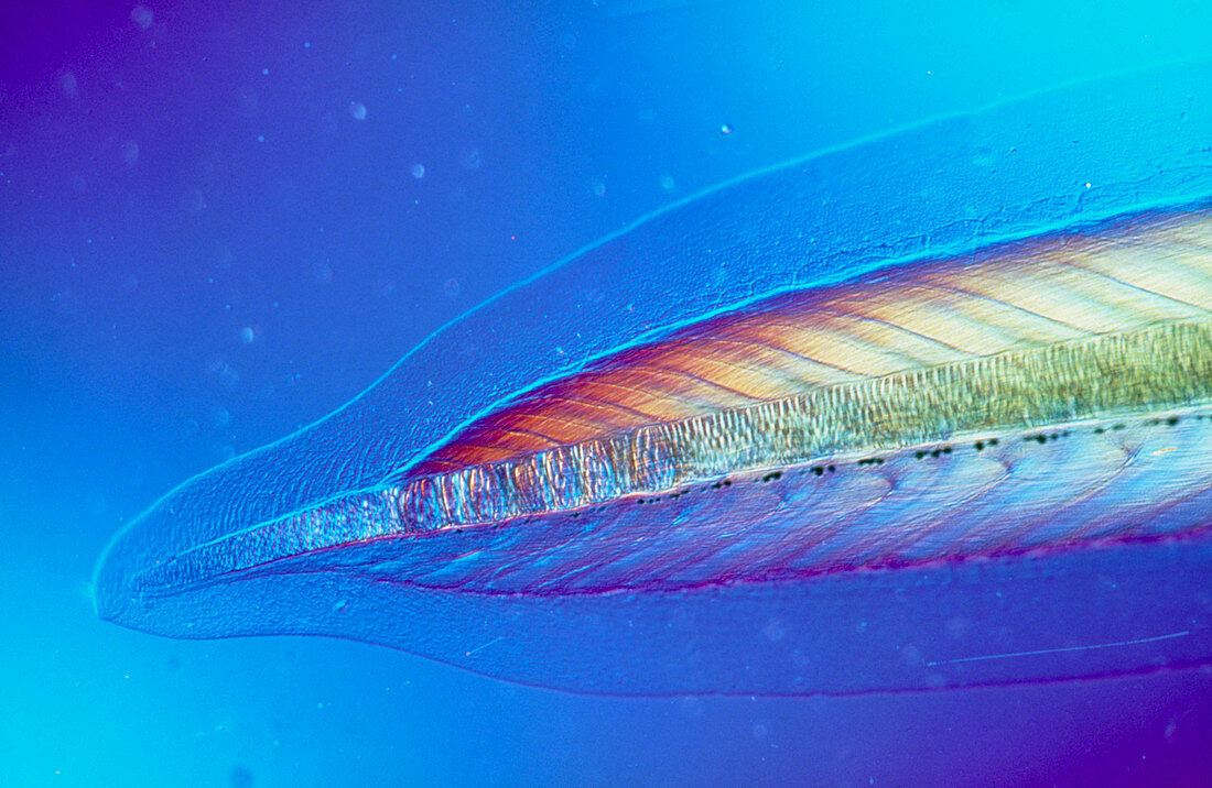 LM of the tail of a lancelet,Branchiostoma sp