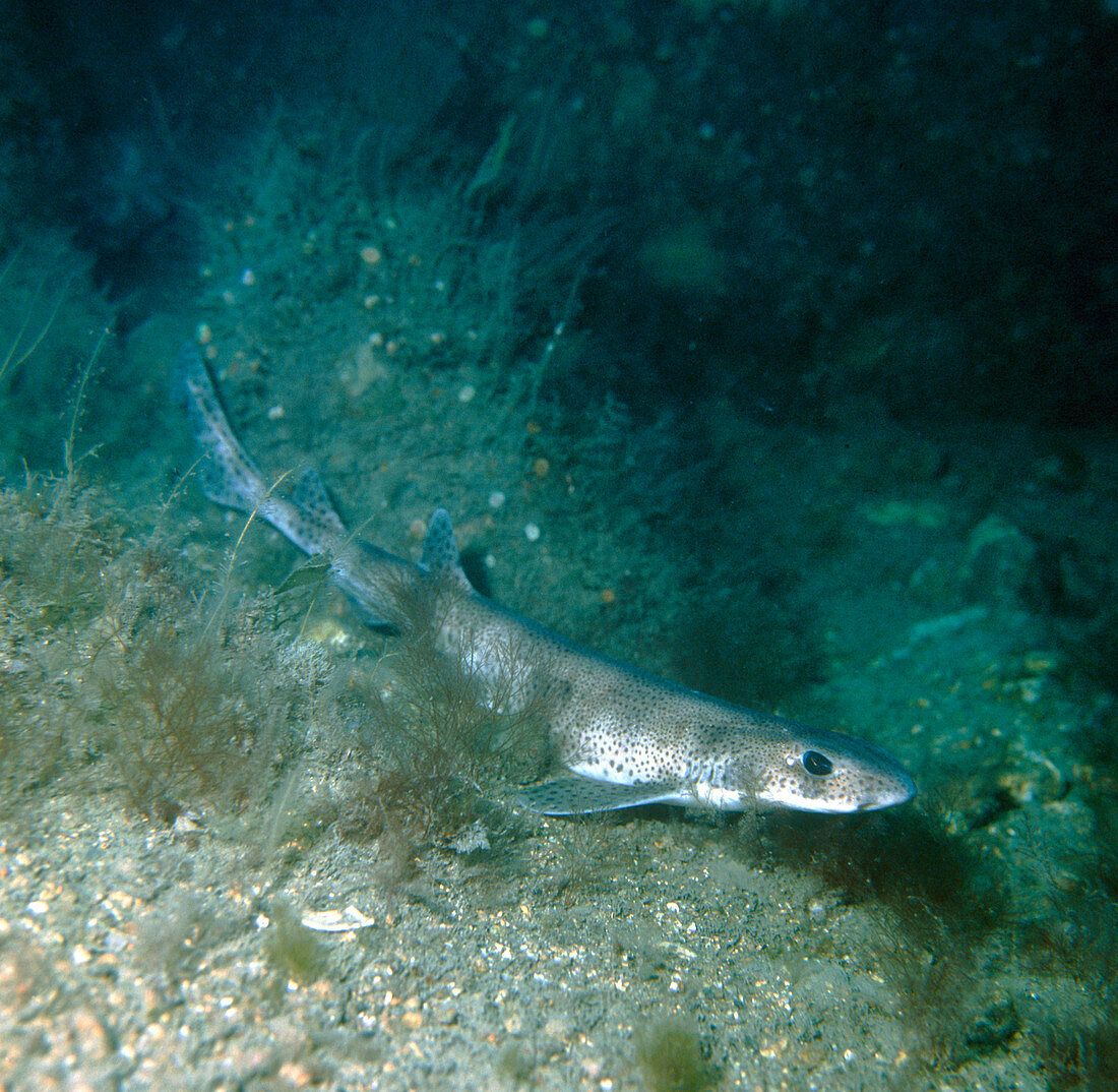 Lesser spotted dog fish,Scyliorhinus canicula