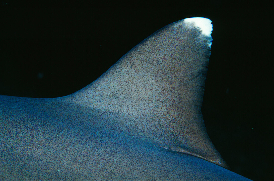 Whitetip reef shark fin