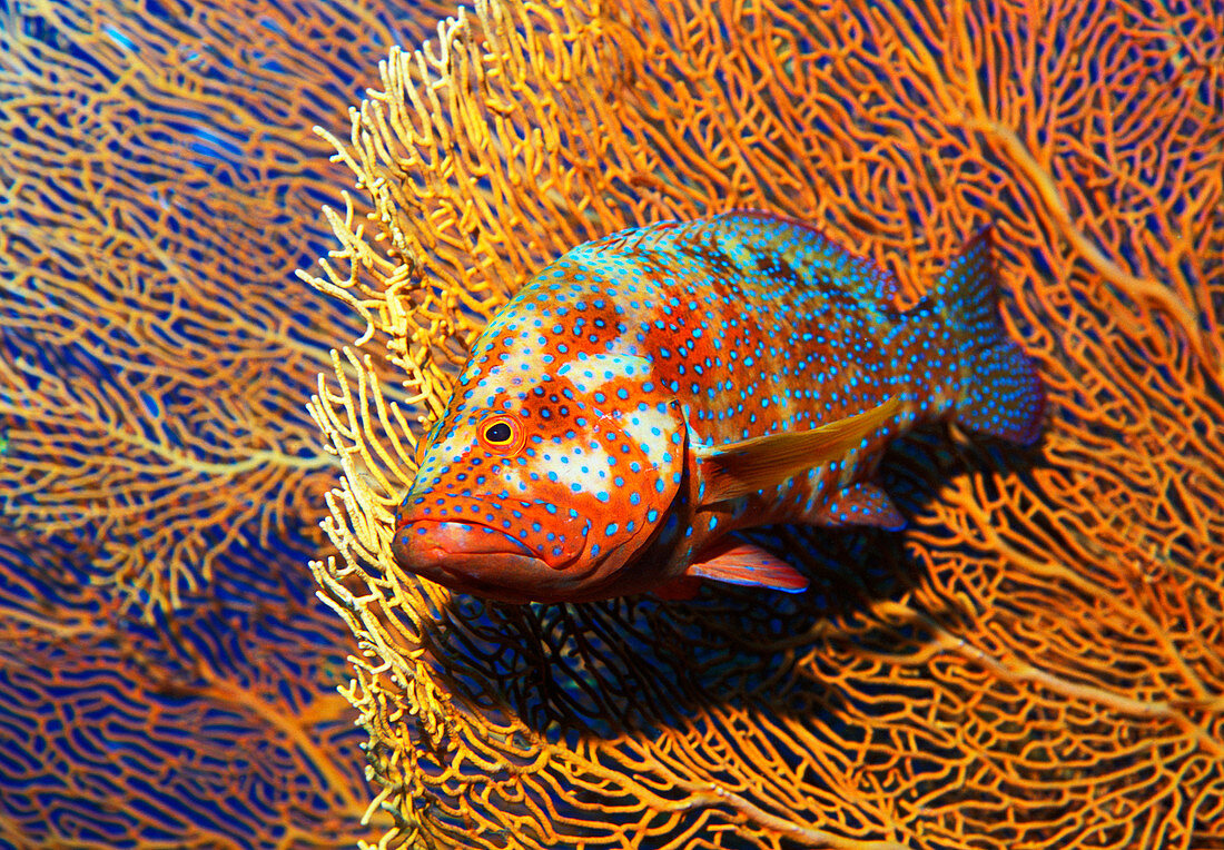 Coral cod