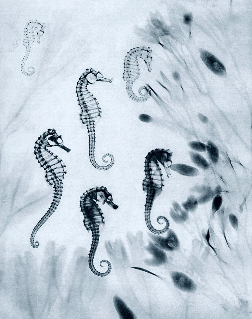 Seahorses,X-ray