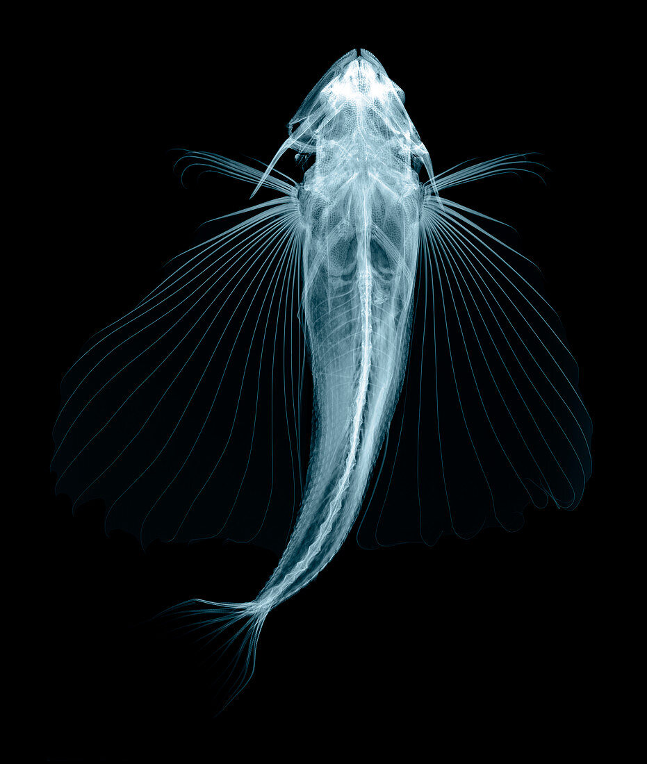 Flying fish,X-ray