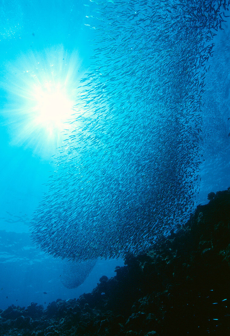 Reef fish school