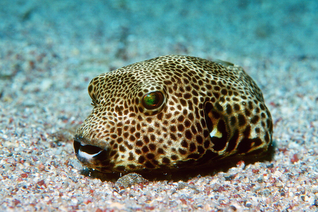 Starry pufferfish
