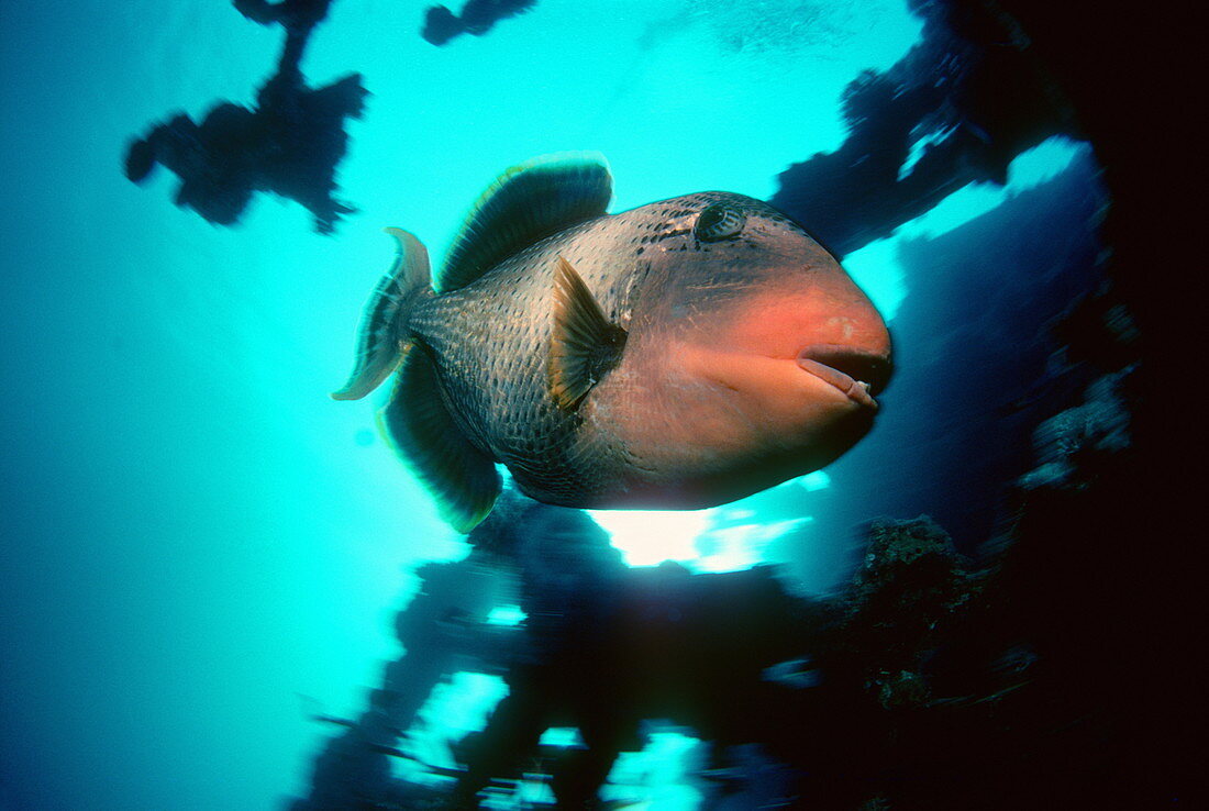 Yellowmargin triggerfish