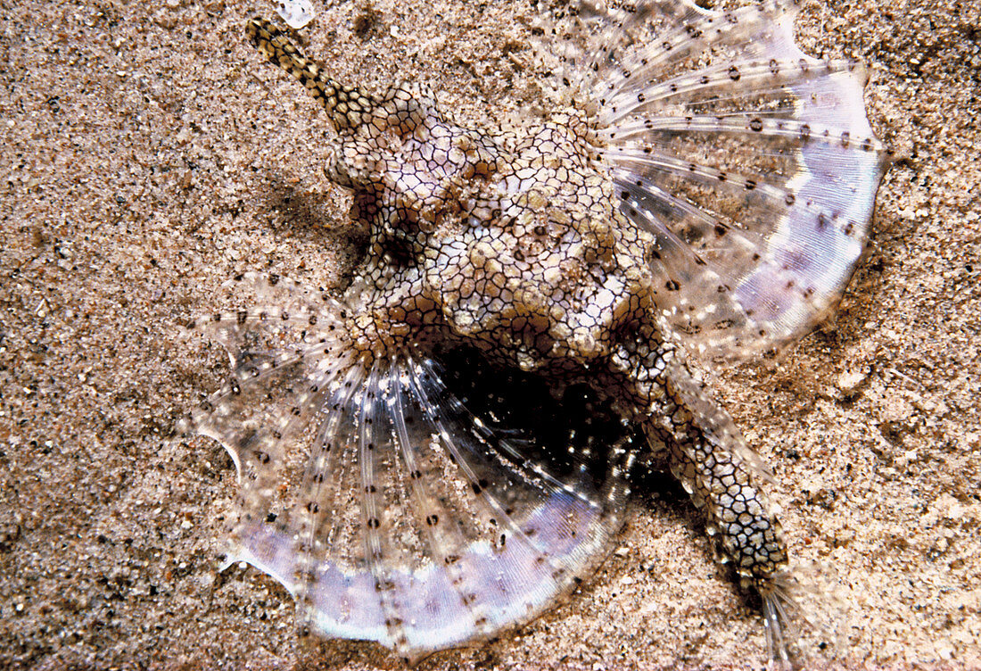 Dragon sea moth