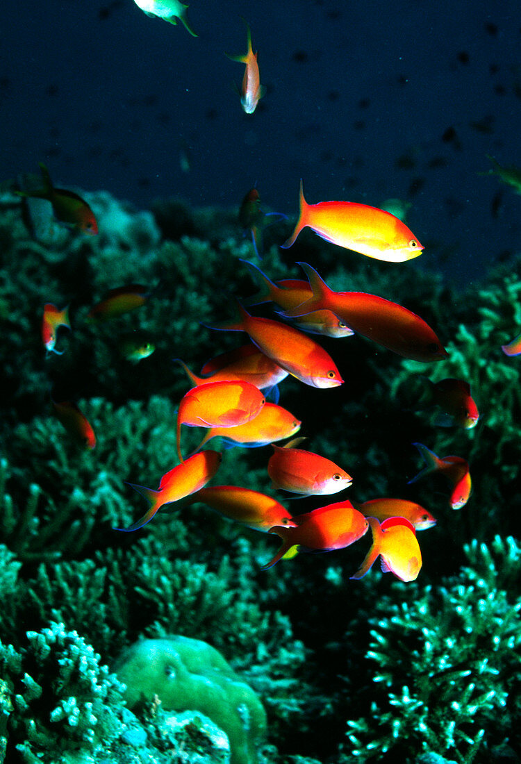 Redfin anthias fish