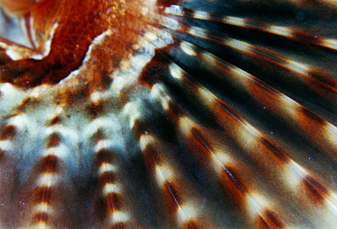Spotfin lionfish pectoral fin