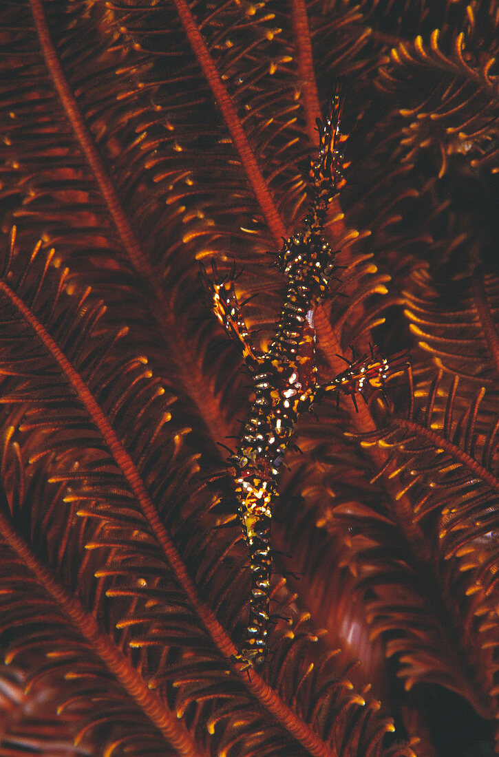 Harlequin ghost pipefish