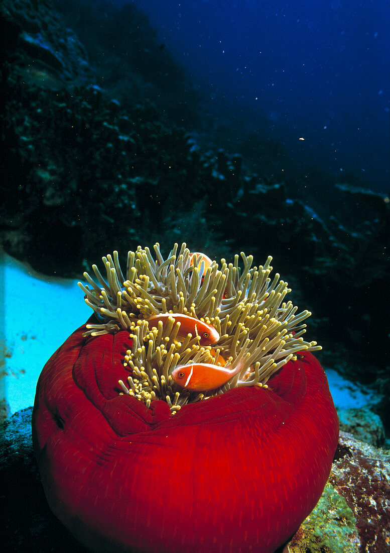 Pink anemone fish