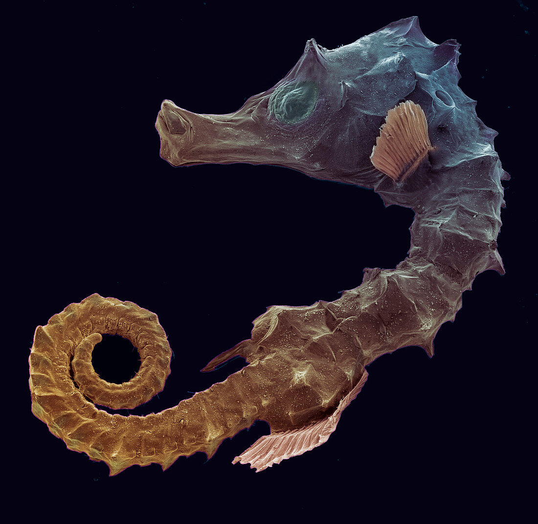 Newborn seahorse,SEM