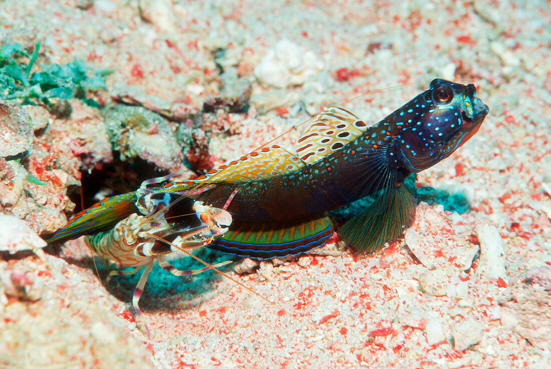 Shrimp goby with its partner shrimp