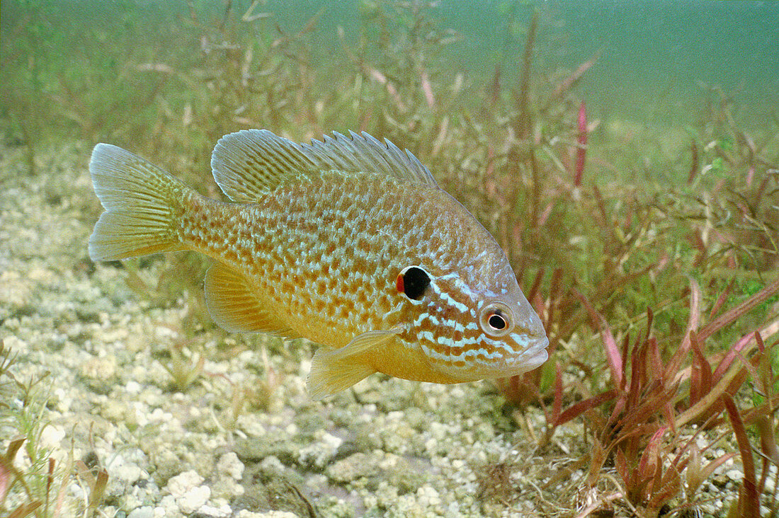 Sunfish hybrid