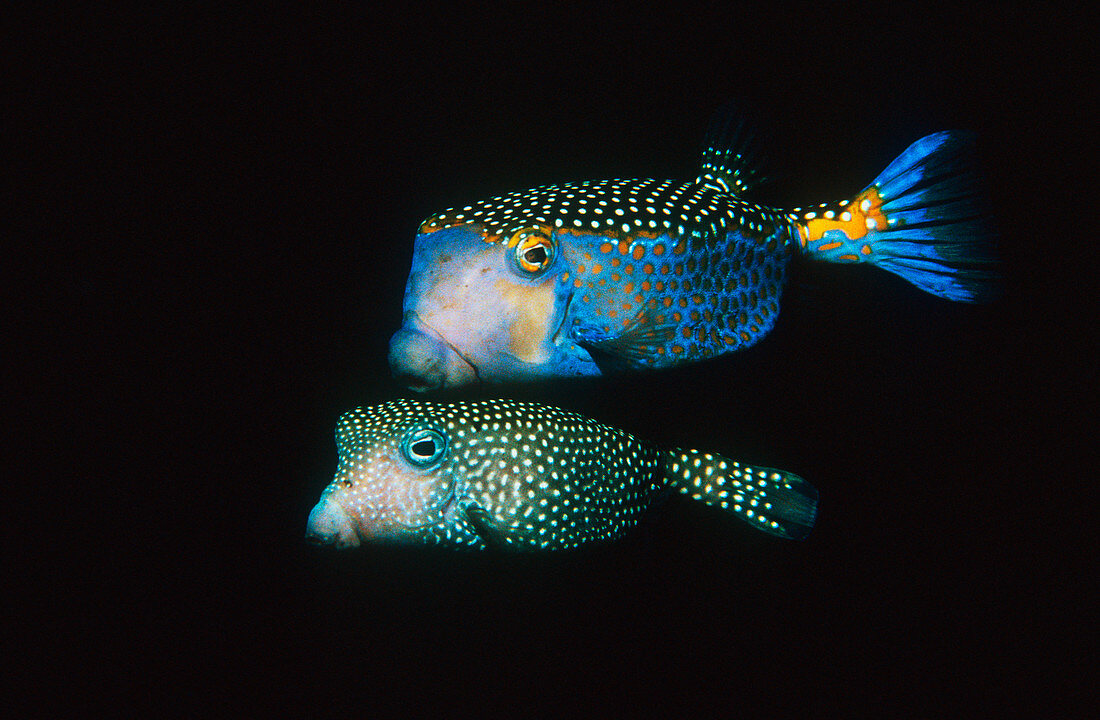 Whitespotted boxfish