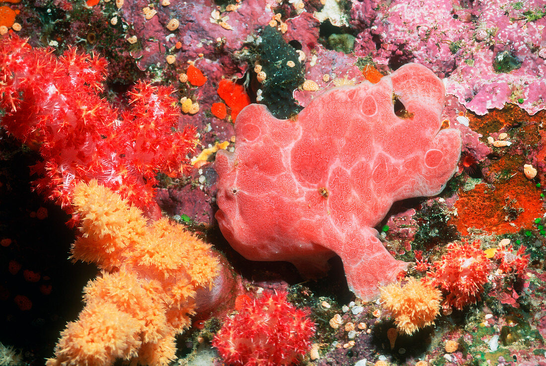 Warty frogfish