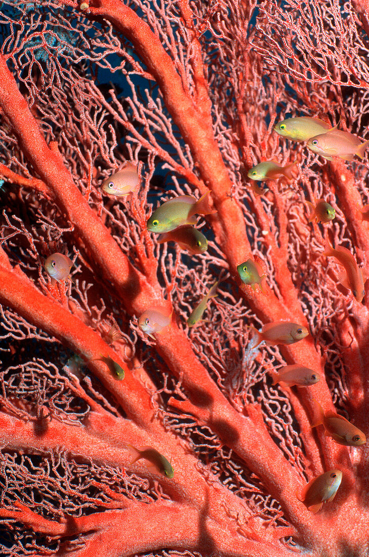 Red cheek anthias by a sea fan
