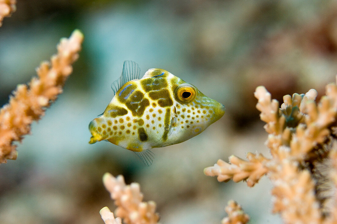 Juvenile mimic filefish