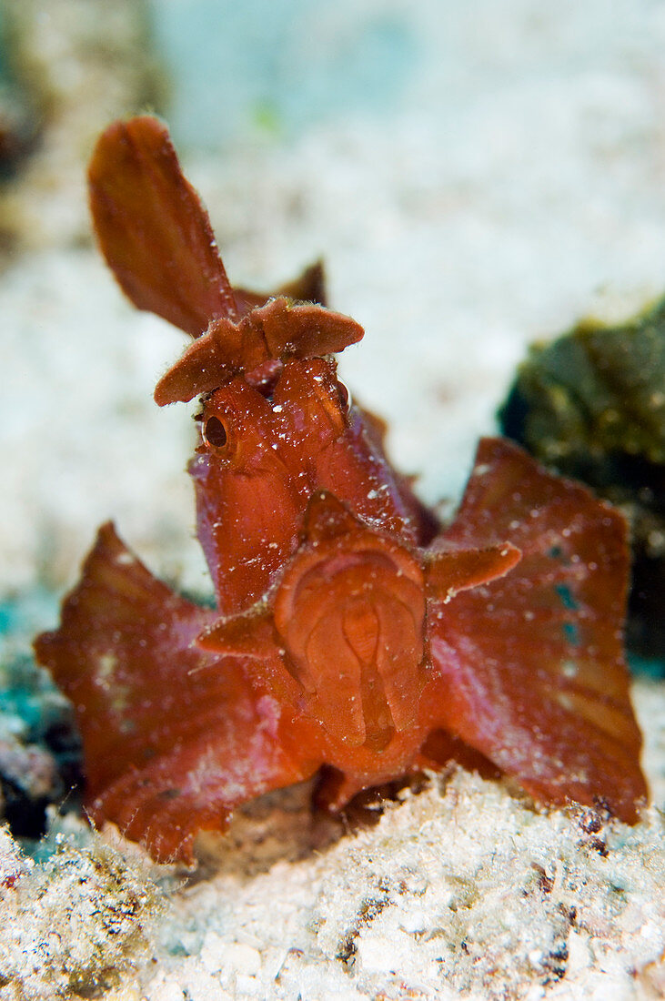 Weedy scorpionfish (Rhinopias frondosa)