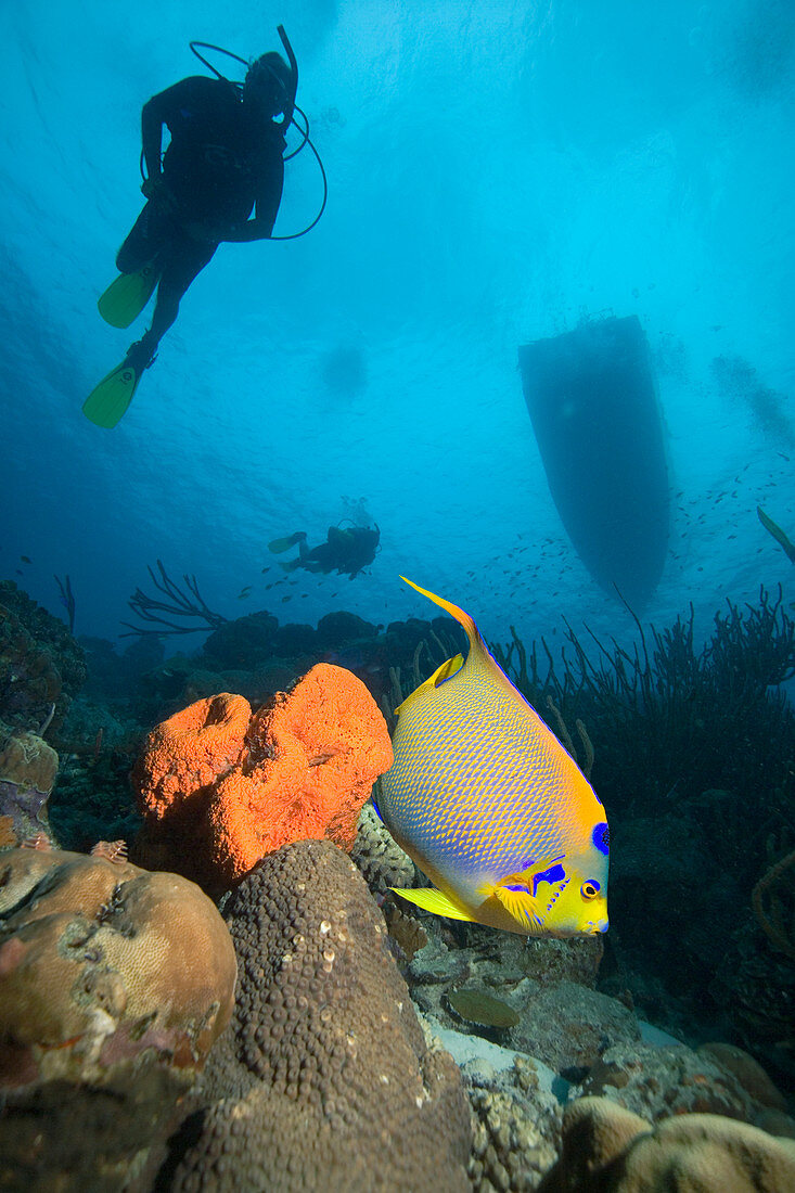 Angelfish and divers