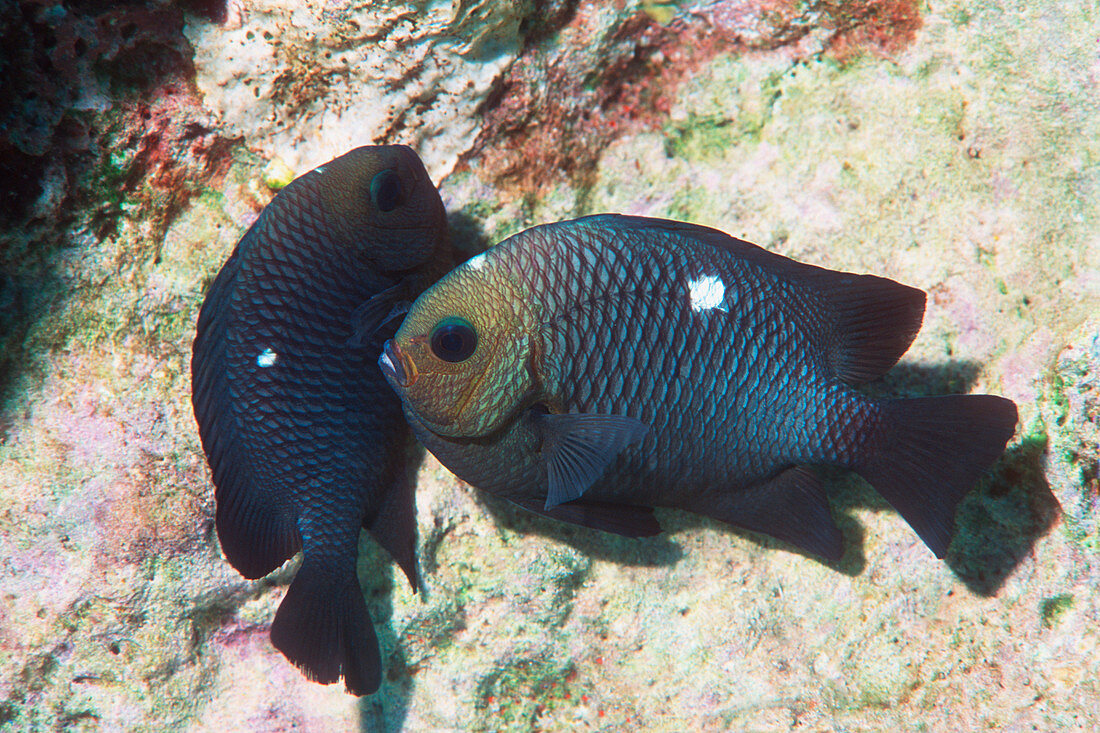 Three spot dascyllus fish