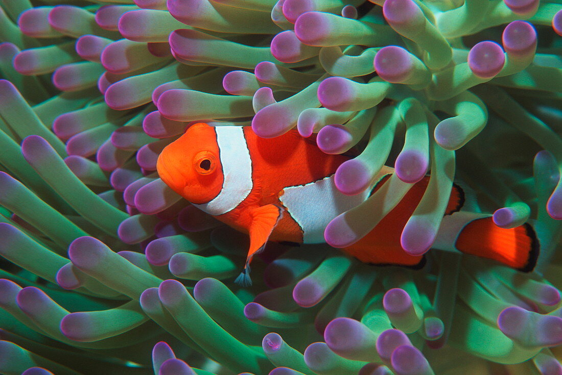 Western clown anemonefish